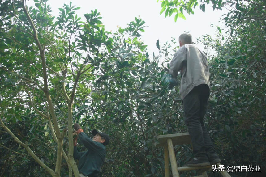 荒野银针｜山林深处最隐秘的“宝藏”