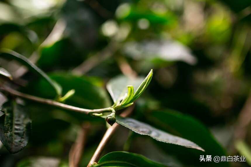 荒野银针｜山林深处最隐秘的“宝藏”