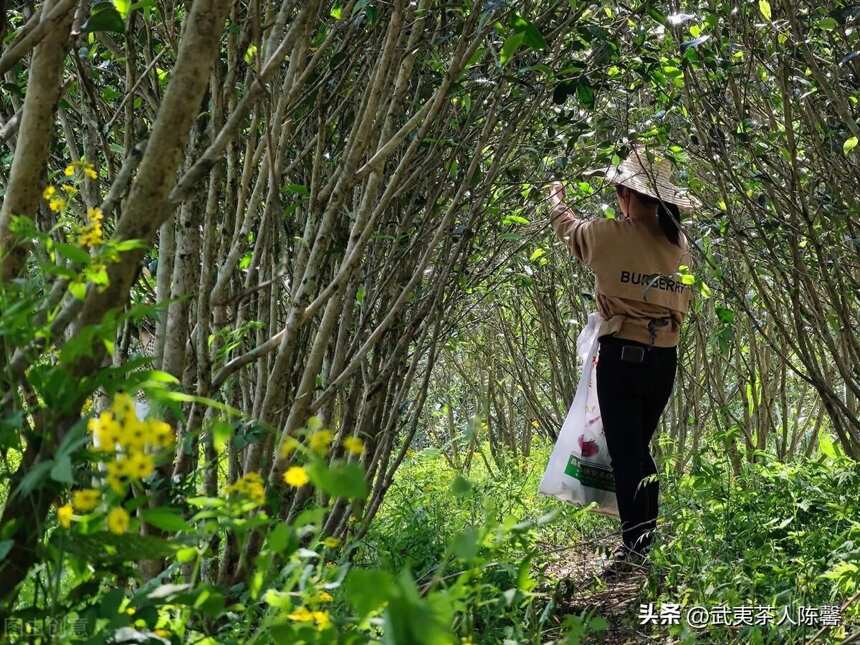 茶树也会得“热射病”吗？（下）