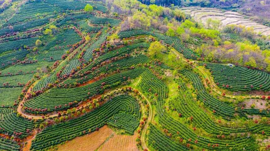 中国十大名茶与安徽十大名茶的较量，龙井茶对阵舒城小兰花