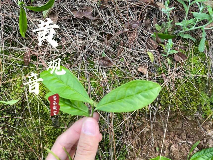 喝岩茶时，如何分清黄观音和肉桂？4点干货，都是多年经验总结