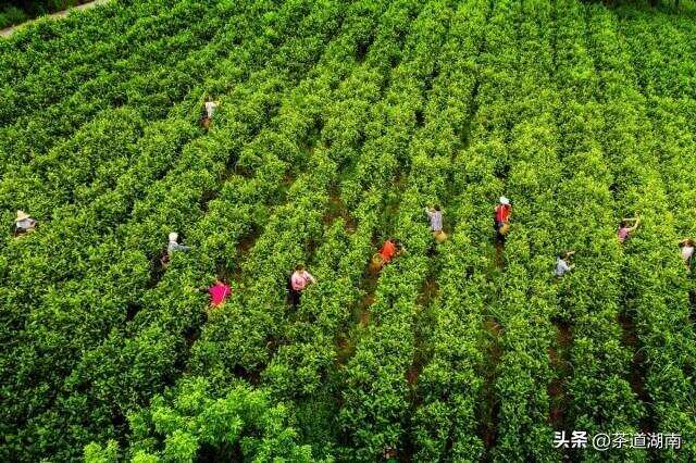 莽山红茶