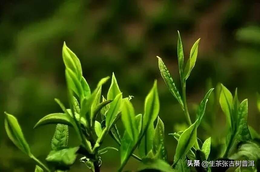 攸乐茶山出名的寨子有哪些？其普洱茶好喝吗？