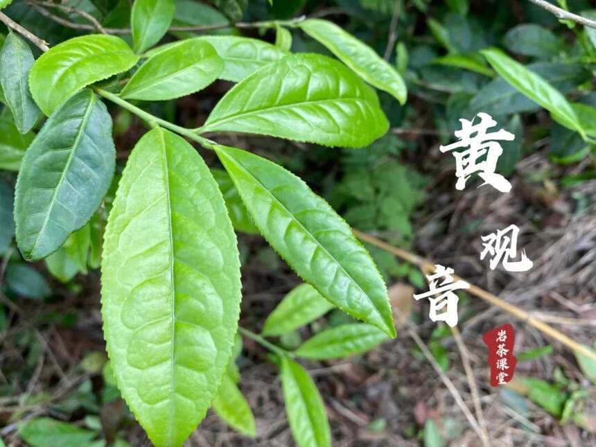 喝岩茶时，如何分清黄观音和肉桂？4点干货，都是多年经验总结