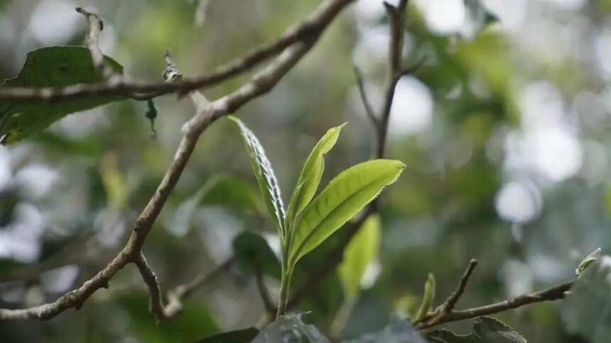 清朝宫廷喝茶有多讲究？