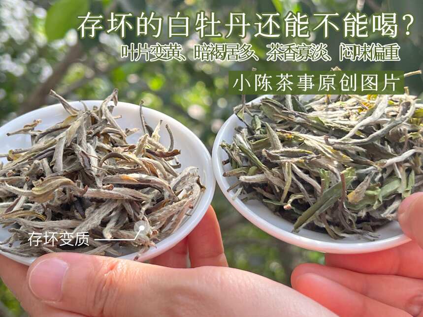 放了5年的白茶，为什么多数是碎叶片？是不是茶叶品质不好？