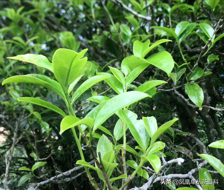 凤凰单丛茶-桂花香