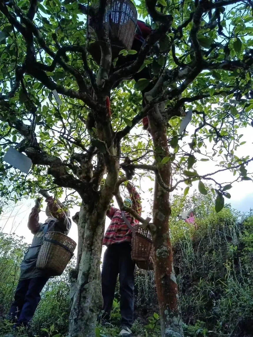 喝一泡今年的下磨烈核心大古树 苦底重 茶气足 韵味悠