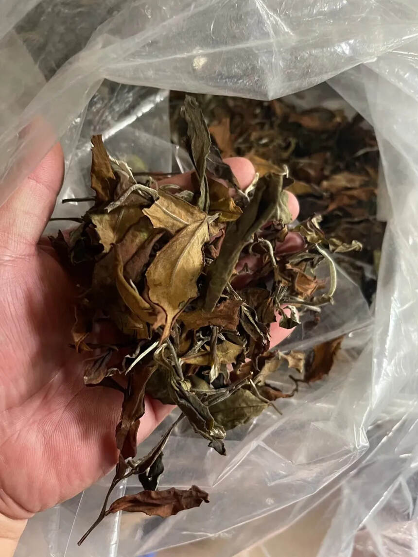 #普洱茶# 2020年帕沙古树白茶。茶农一手货源，蜜