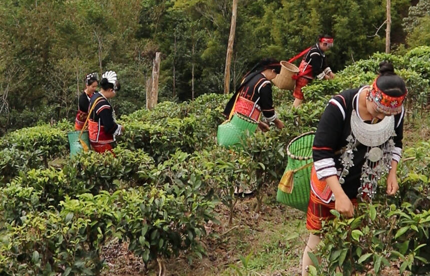 传承茶香 助力农产品丨陈琨为海南鹏程远航红茶直播宣传