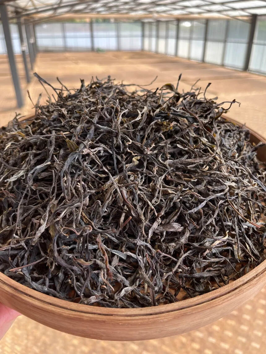 #普洱茶# 2021年南-本-老-寨古树茶，南本老寨