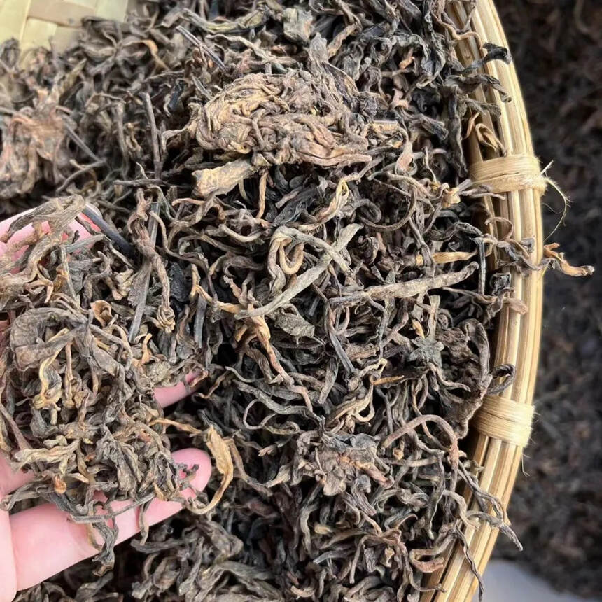 #普洱茶# 2019年#老挝# 边境高杆茶发酵，离易