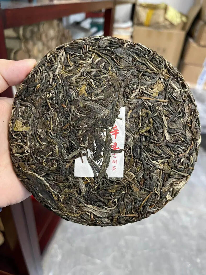 #普洱茶# 2021年滑竹梁子单株200克。由于鲜叶