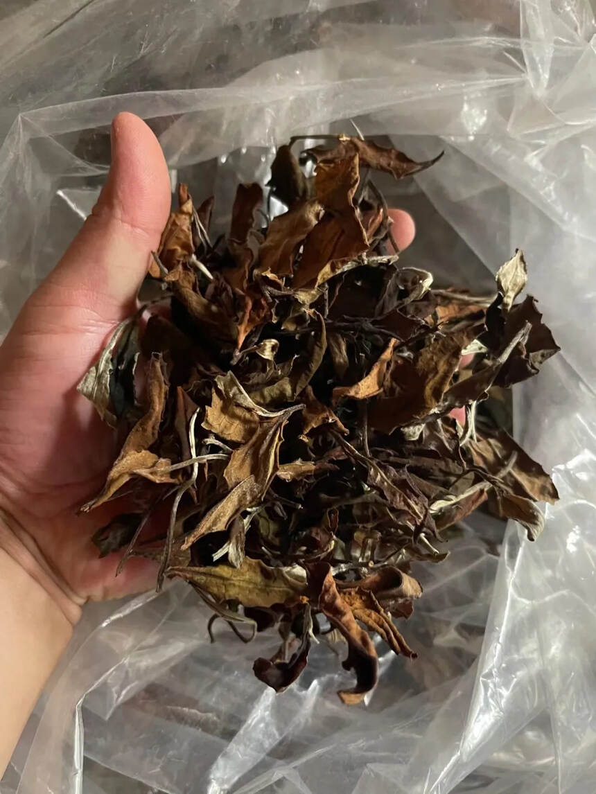 #普洱茶# 2020年帕沙古树白茶，茶农，甜蜜，香。