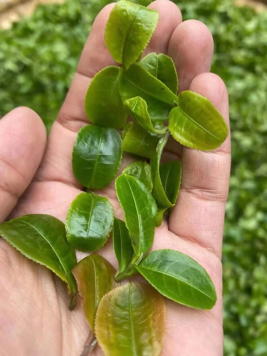 倚邦曼拱猫耳朵小叶种茶，香气具有很高的辨识度，以植物