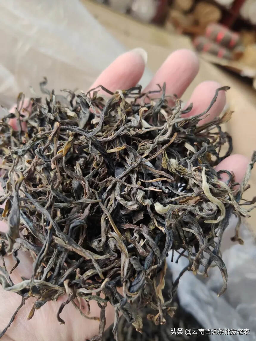 倚邦曼拱头春古树茶
中小叶种古树茶 条索黑亮较短细、