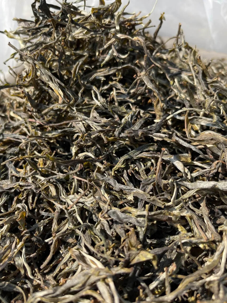 2021年贺开乔木茶混采500公斤 #普洱茶# #茶