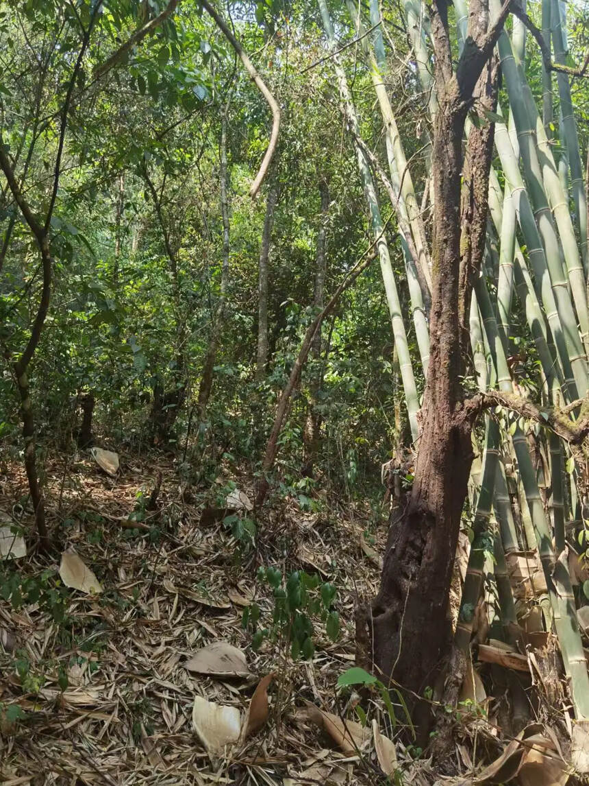 2021年勐海古树茶滑竹梁子坝檬。勐海最高海拔的古树