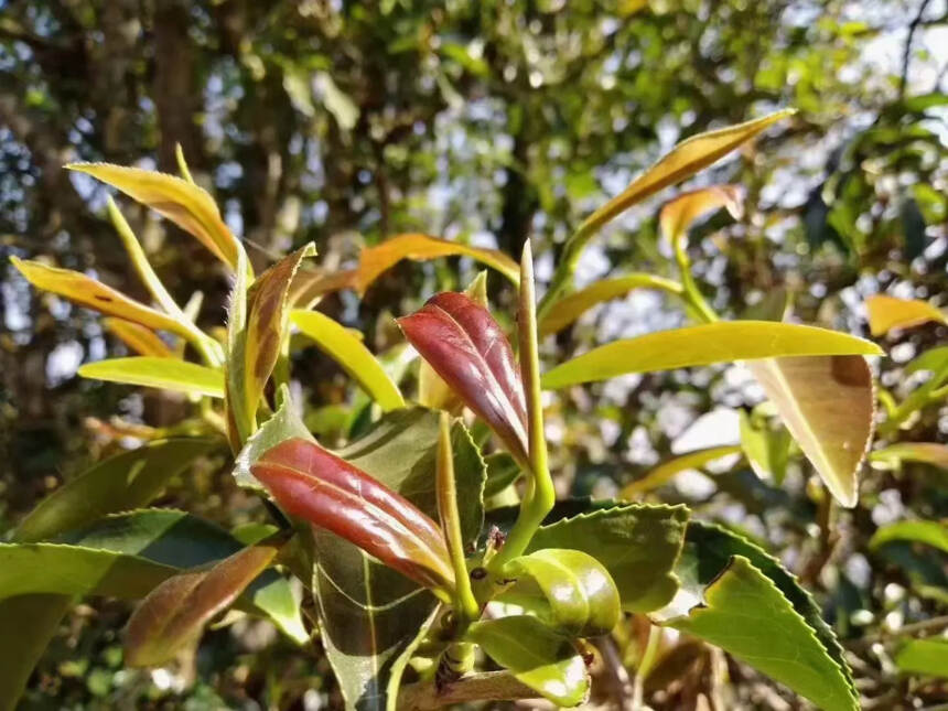 千年古树野生红茶