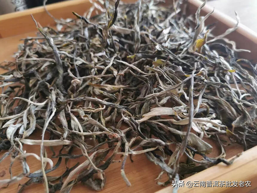 茶王班章
2021年班章茶茶品条索粗壮，芽头肥厚且多