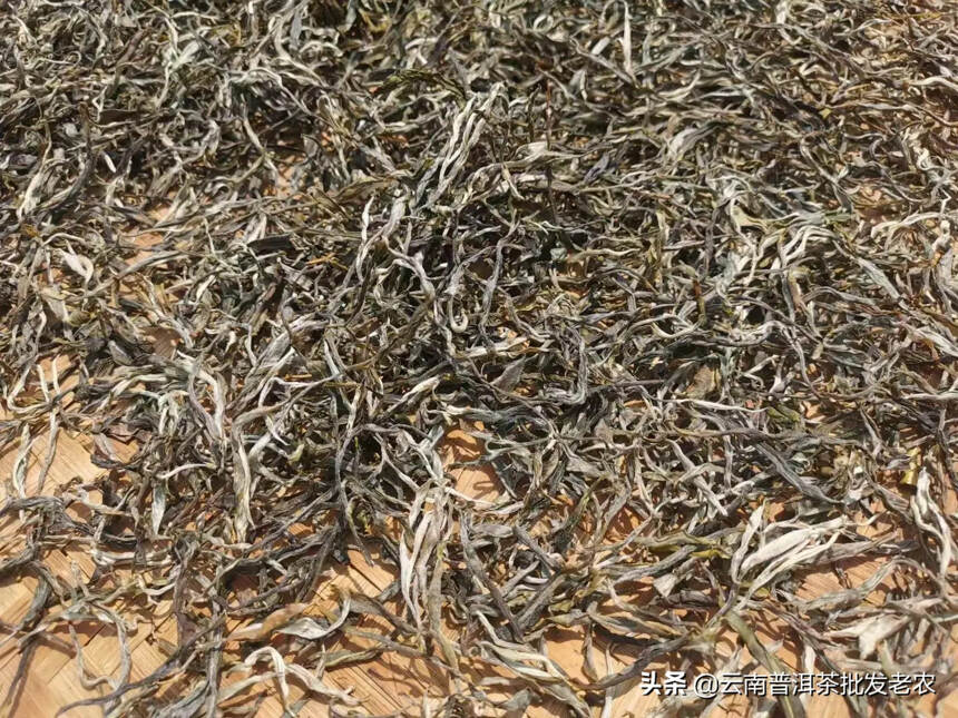 茶王班章
2021年班章茶茶品条索粗壮，芽头肥厚且多