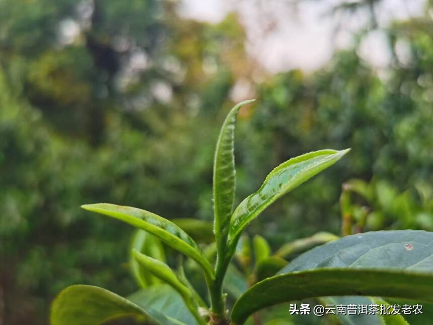 茶王班章
2021年班章茶茶品条索粗壮，芽头肥厚且多