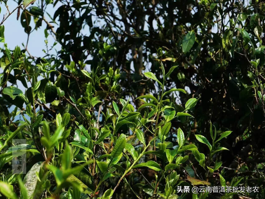 茶王班章
2021年班章茶茶品条索粗壮，芽头肥厚且多