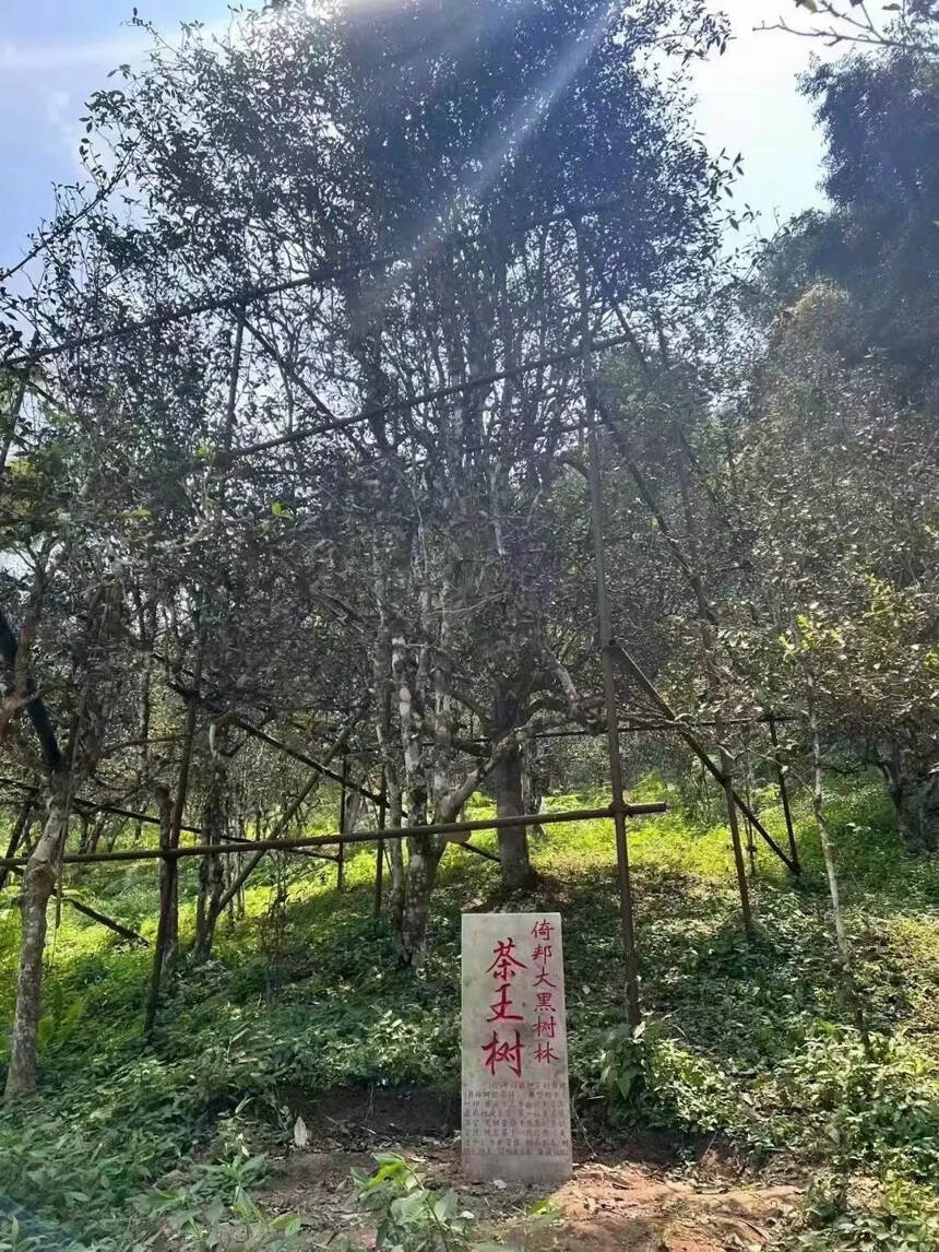 坐标：云南古茶山之倚邦大黑山
“猫耳朵”高杆古树