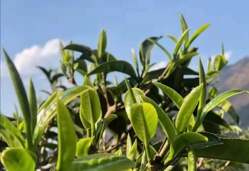 景迈茶成为皇室贡茶，受到皇族的青睐和举荐。景迈山的茶