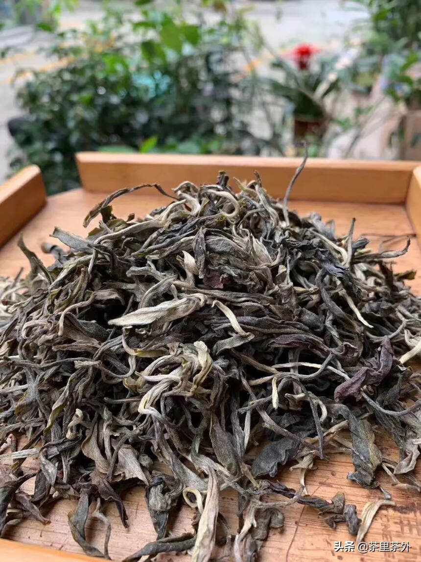 【缅甸纯古树茶】2020年缅甸古树茶！
    茶园