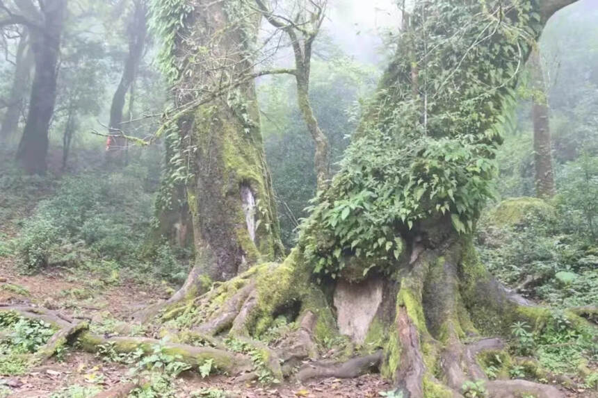 勐库大雪山
古茶树群落就分布在大雪山海拔海拔2200