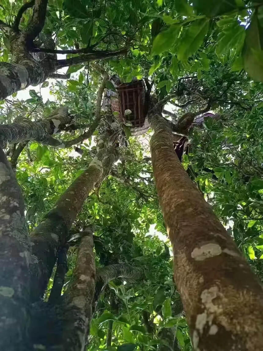 坐标：云南古茶山之倚邦大黑山
“猫耳朵”高杆古树