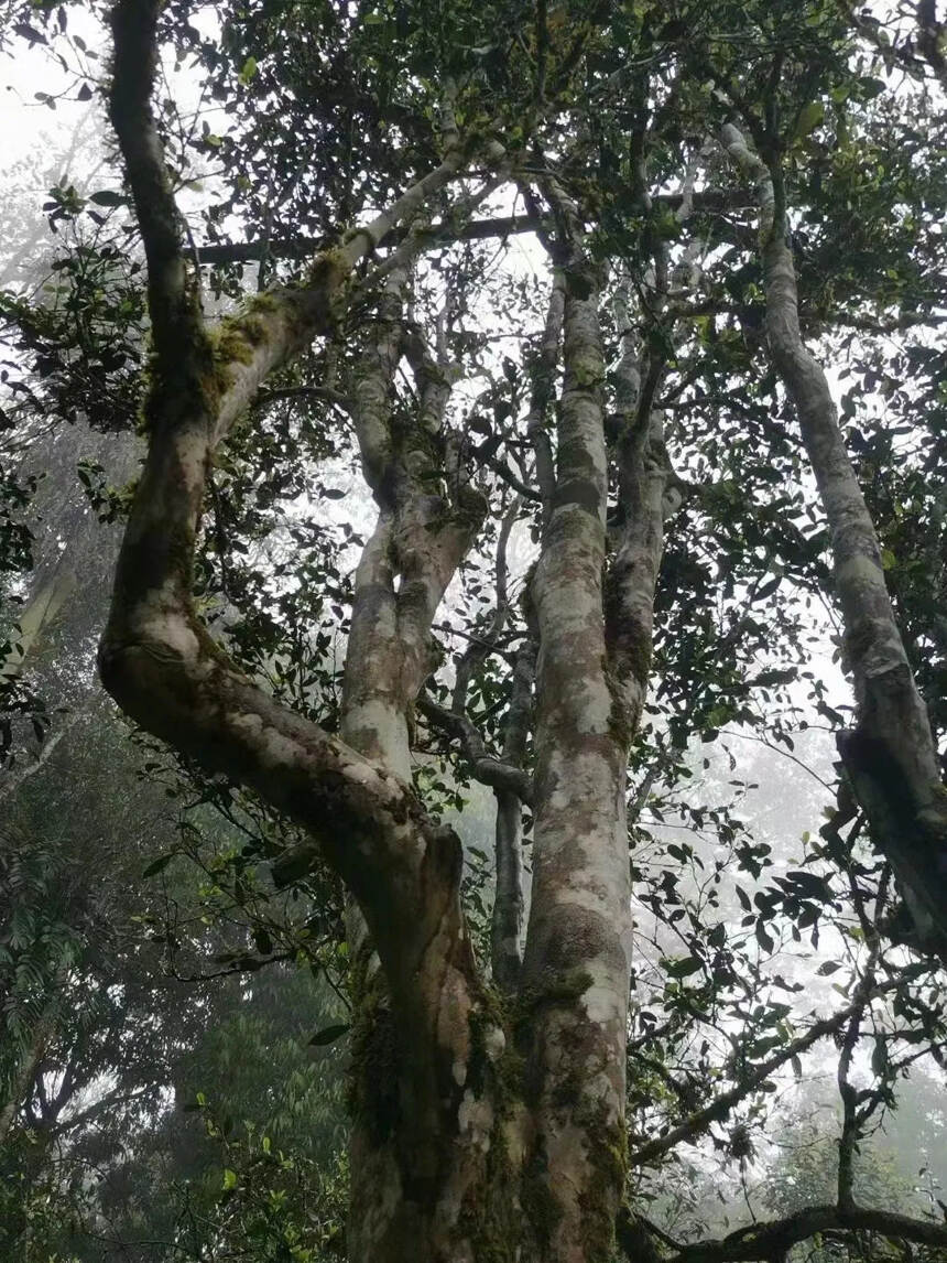 坐标：云南古茶山之倚邦大黑山
“猫耳朵”高杆古树