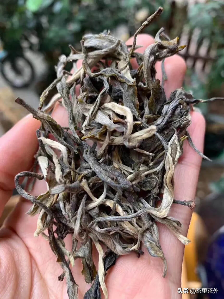 【缅甸纯古树茶】2020年缅甸古树茶！
    茶园