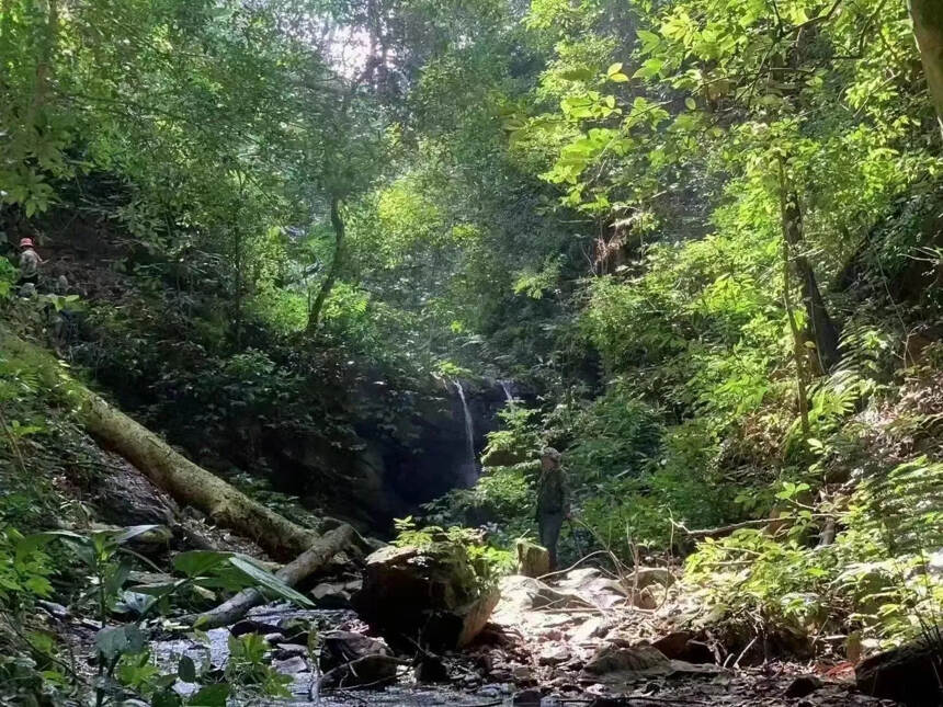 坐标：云南古茶山之倚邦大黑山
“猫耳朵”高杆古树