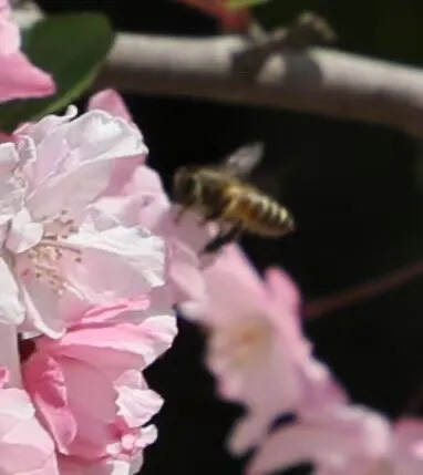 嗡嗡嗡嗡………
我是一只小蜜蜂
采花酿蜜快乐中