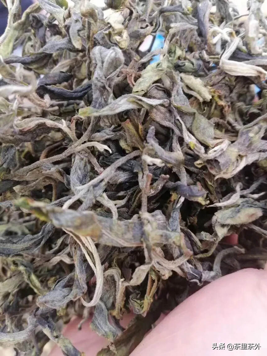 制茶跟做菜很像，每一个工序，都讲究“火候”的把握。了