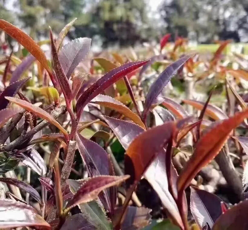 紫娟
花果香显著，花香馥郁持久；
滋味：特有的花青素