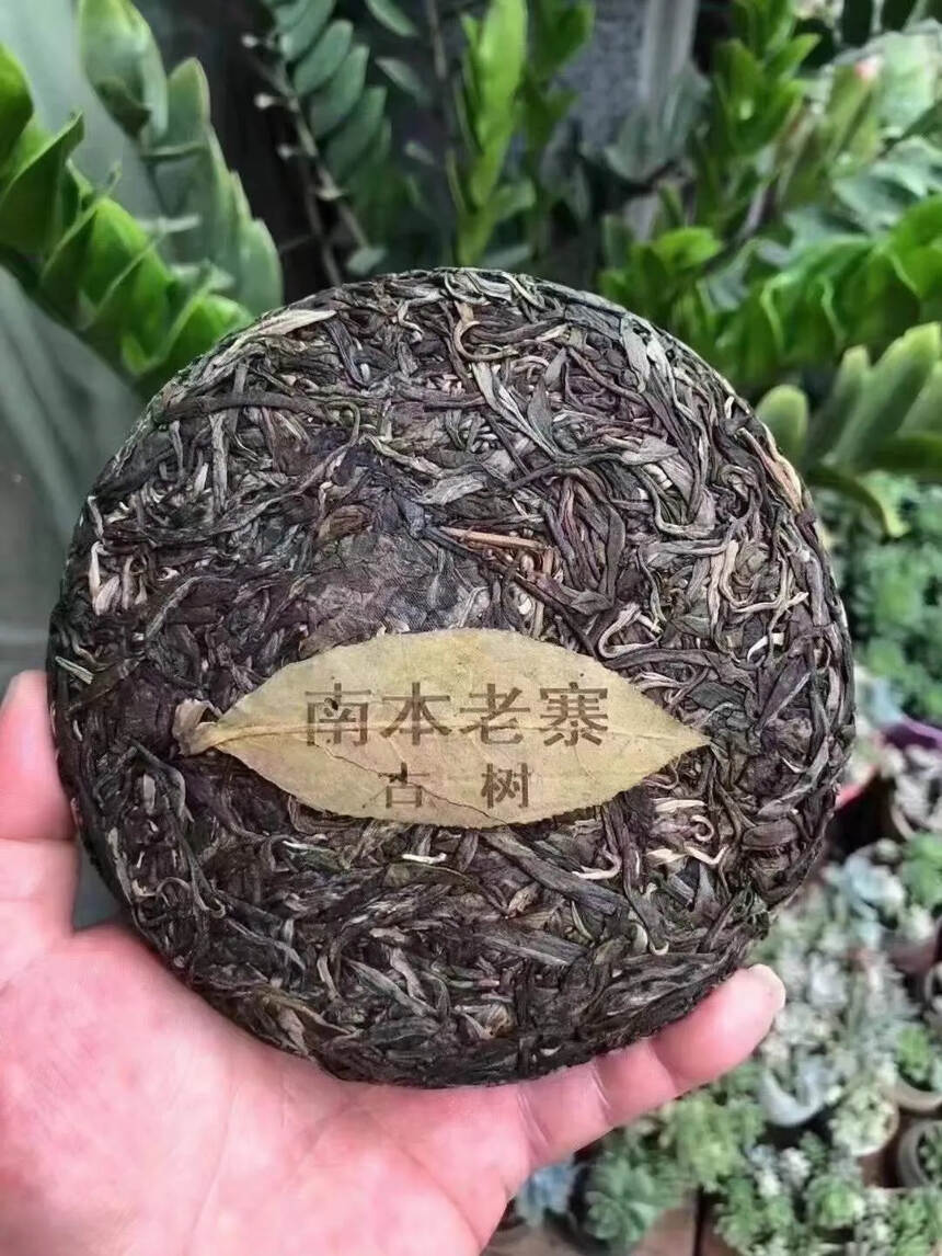 19年200克南本古树，茶汤色泽清亮，条索粗壮，芽头