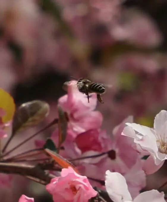 嗡嗡嗡嗡………
我是一只小蜜蜂
采花酿蜜快乐中