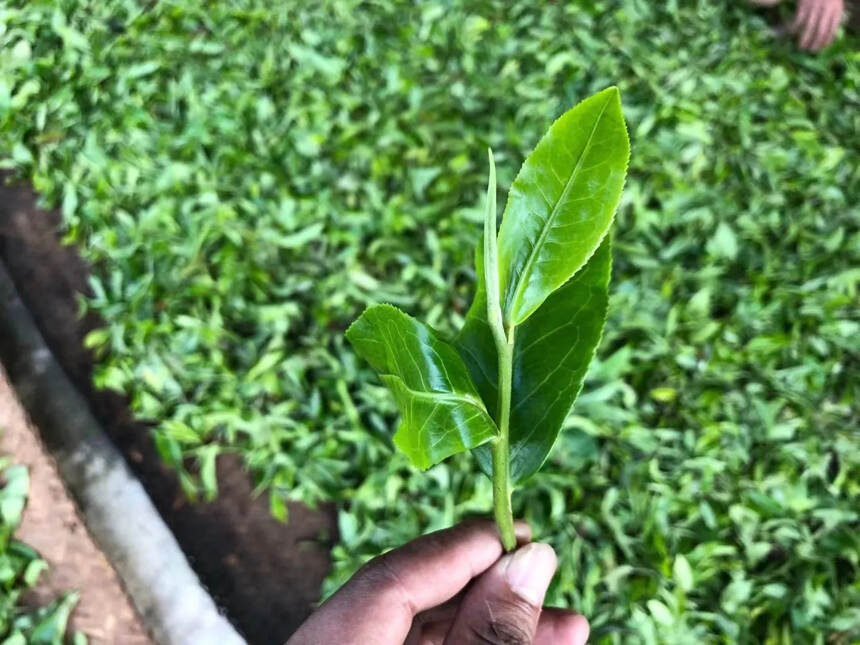 南糯山南本古树茶王，单株！！