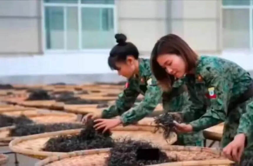 女兵采的茶“霸气”！
2013年缅甸815古树，外国