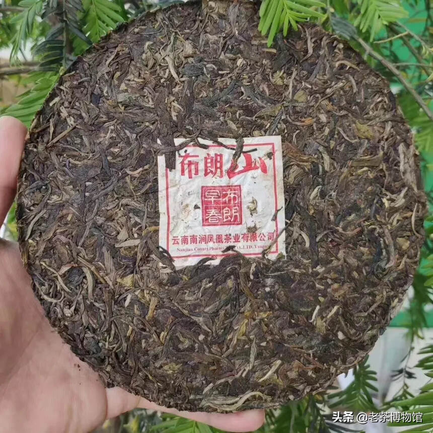 口粮茶
2011凤凰布朗山纯料野放古树生态茶，