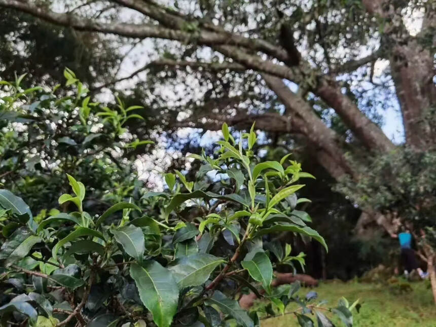 景迈茶成为皇室贡茶，受到皇族的青睐和举荐。景迈山的茶