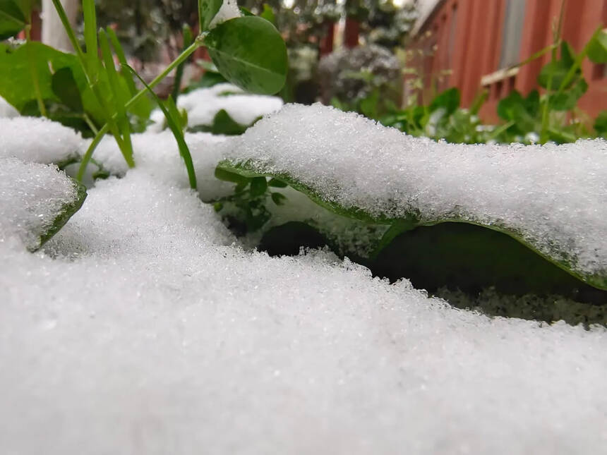 春城的春天下雪了
?雪下得很开心，我也是[旺柴]