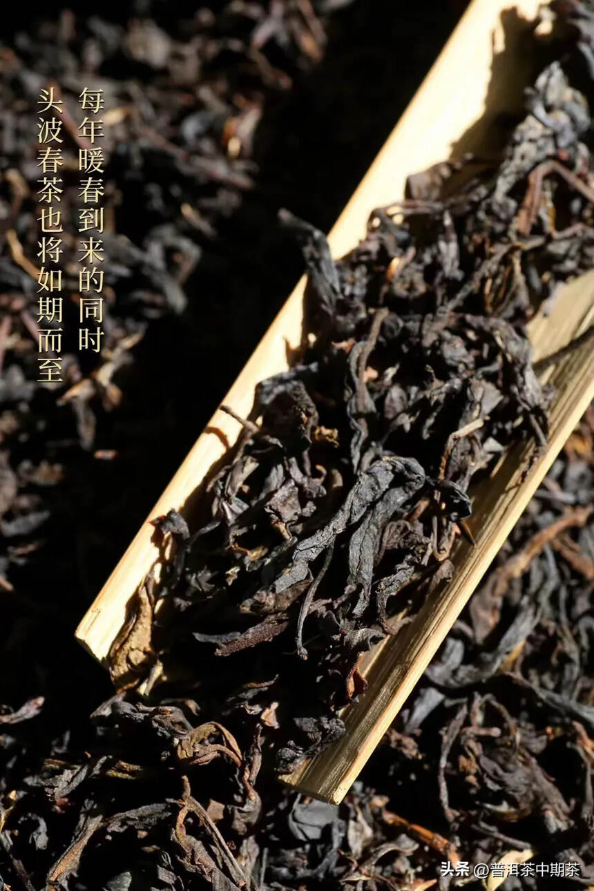 2000年易武麻黑古树茶王1500克， 条索乌润显毫