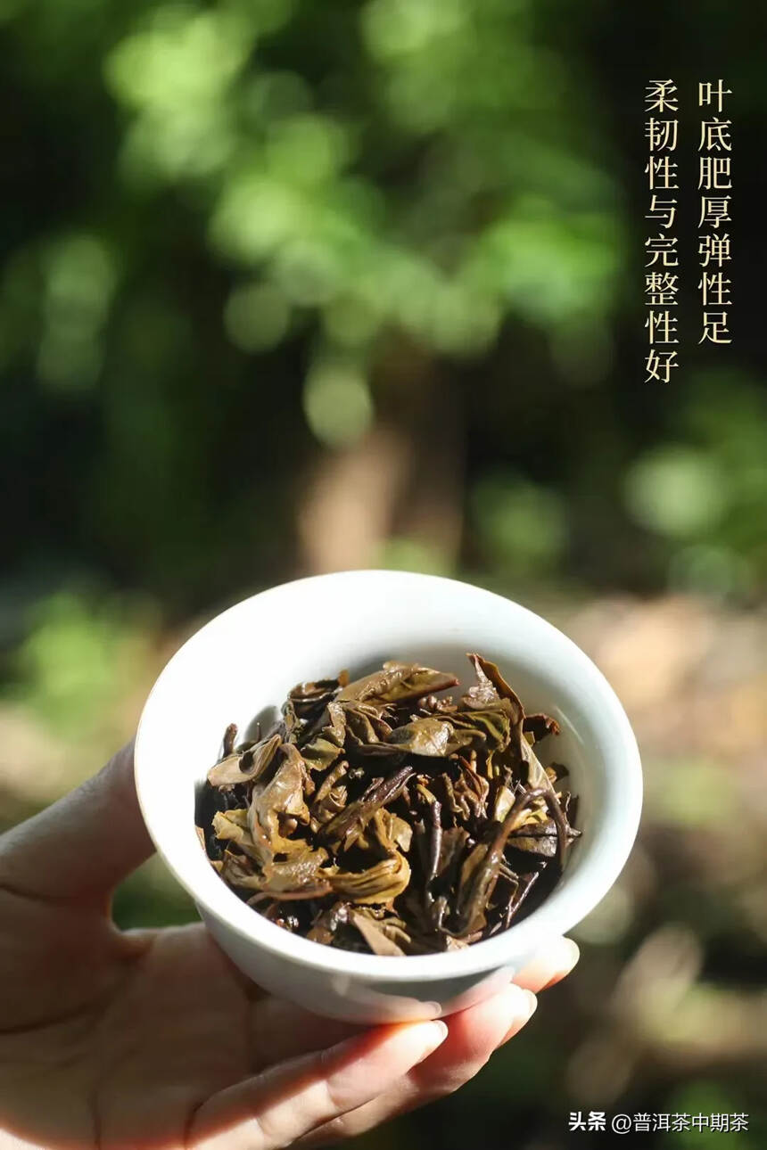 2000年易武麻黑古树茶王1500克， 条索乌润显毫