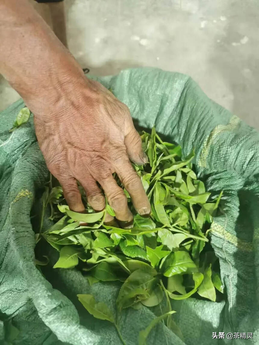 昔归古树实在难得
忙麓山核心产区，背靠澜沧江，脚踏赤