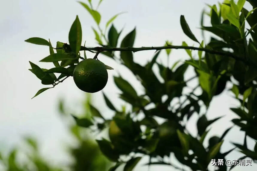 小青柑融合了清醇的果香和普洱茶醇厚之味，冲泡后汤色红