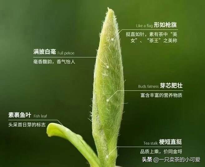 新品上市邀您品茗！
特级白毫银针：
粒粒饱满，银毫丰